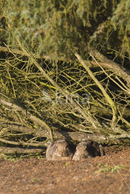 Konijn (Oryctolagus cuniculus)