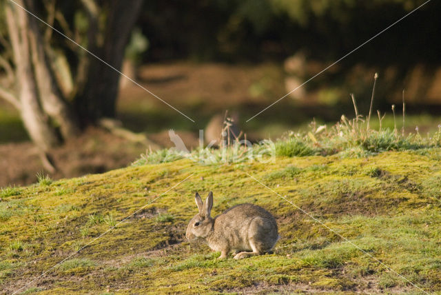 Konijn (Oryctolagus cuniculus)