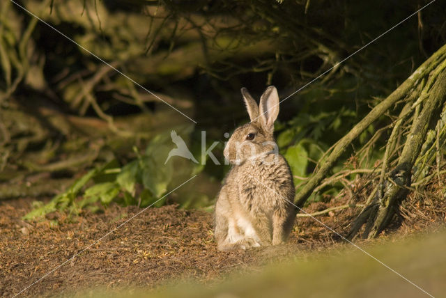 Konijn (Oryctolagus cuniculus)