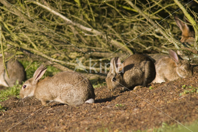 Konijn (Oryctolagus cuniculus)