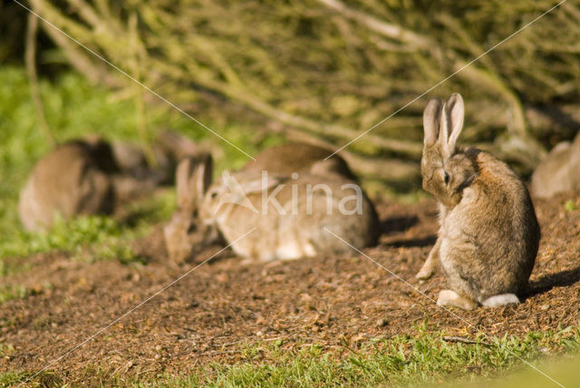 Konijn (Oryctolagus cuniculus)