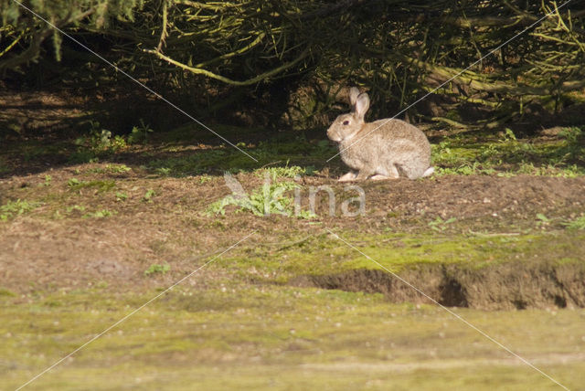 Konijn (Oryctolagus cuniculus)