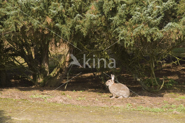 Konijn (Oryctolagus cuniculus)