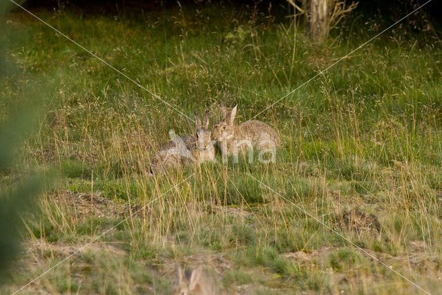 Konijn (Oryctolagus cuniculus)