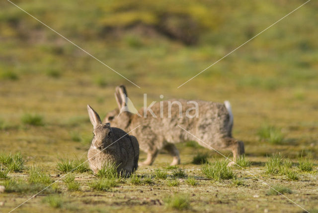 Konijn (Oryctolagus cuniculus)