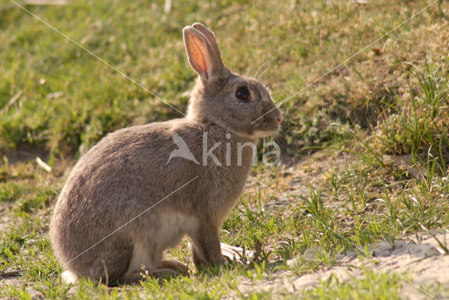 Konijn (Oryctolagus cuniculus)