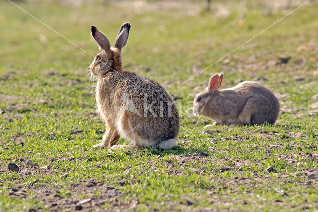 Konijn (Oryctolagus cuniculus)