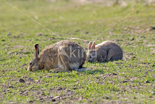 Konijn (Oryctolagus cuniculus)