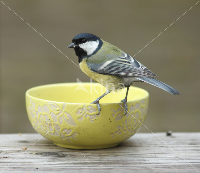 Koolmees (Parus major)