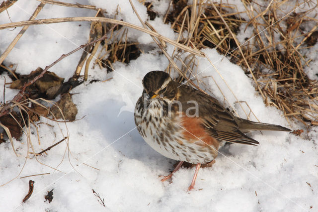 Koperwiek (Turdus iliacus)