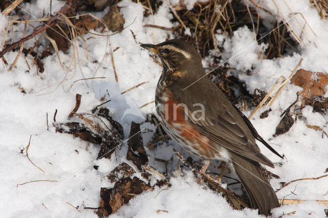 Koperwiek (Turdus iliacus)