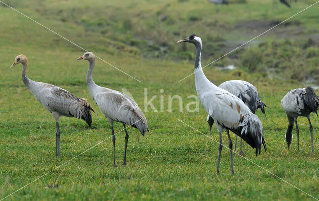 Kraanvogel (Grus grus)