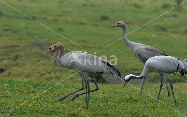 Kraanvogel (Grus grus)