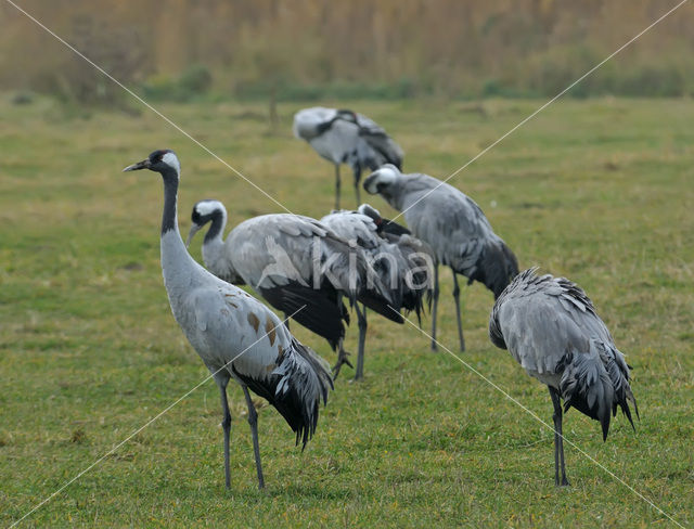 Kraanvogel (Grus grus)