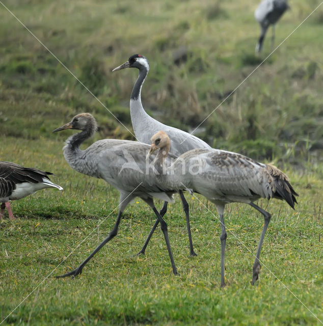 Kraanvogel (Grus grus)