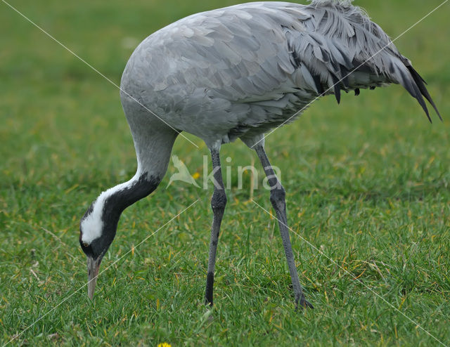 Kraanvogel (Grus grus)