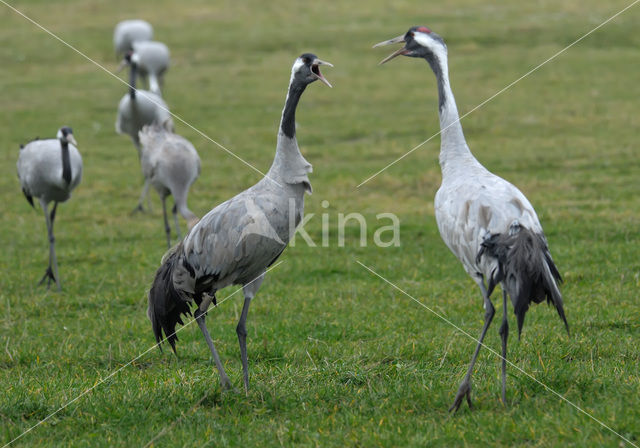 Kraanvogel (Grus grus)