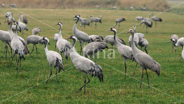 Kraanvogel (Grus grus)