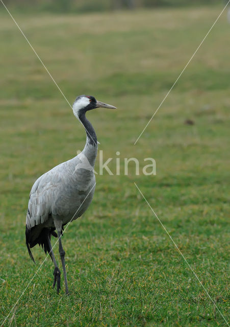 Kraanvogel (Grus grus)