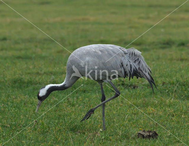 Kraanvogel (Grus grus)