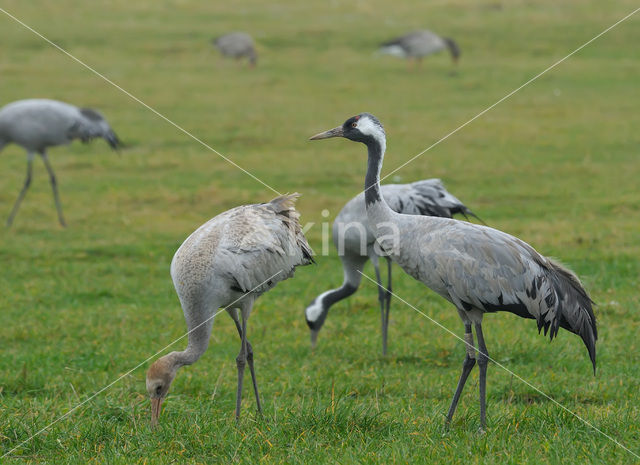 Kraanvogel (Grus grus)