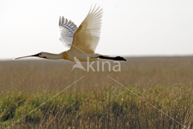 Lepelaar (Platalea leucorodia)