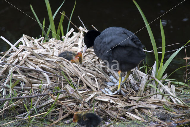 Meerkoet (Fulica atra)