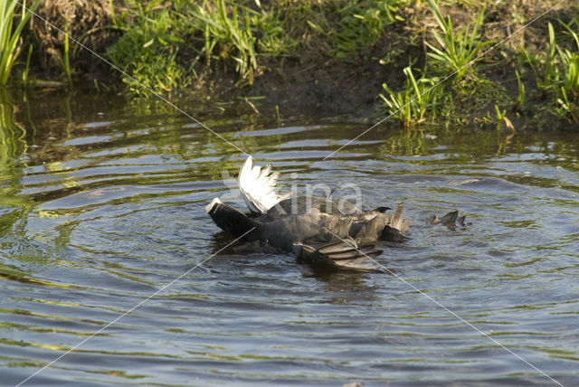 Meerkoet (Fulica atra)