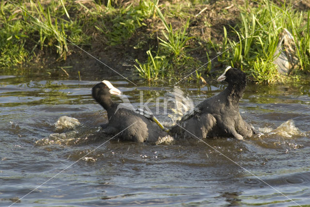 Meerkoet (Fulica atra)