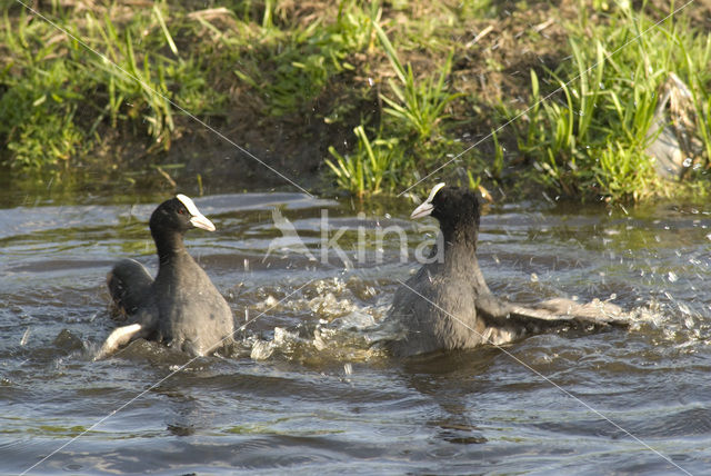 Meerkoet (Fulica atra)