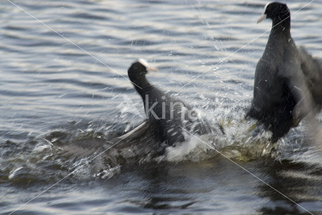 Meerkoet (Fulica atra)