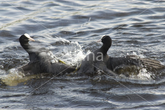 Meerkoet (Fulica atra)