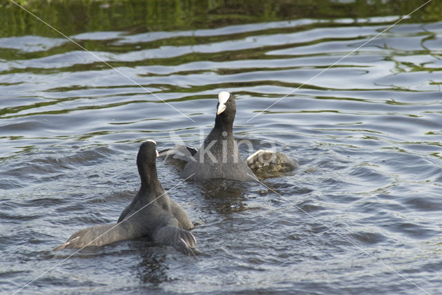 Meerkoet (Fulica atra)