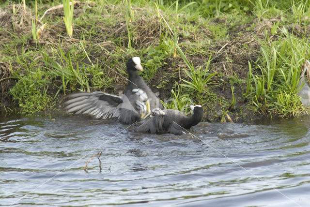 Meerkoet (Fulica atra)