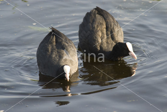 Meerkoet (Fulica atra)