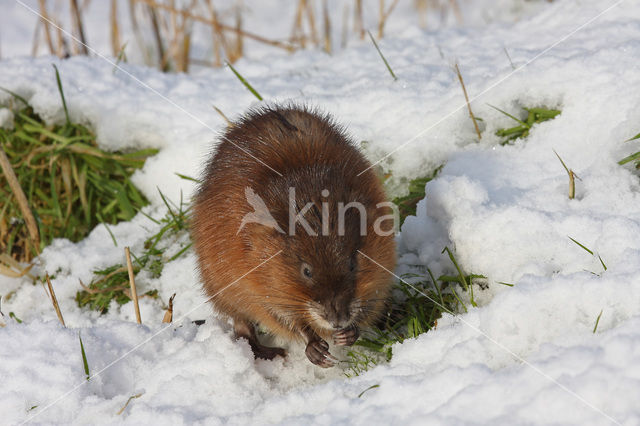 Muskusrat