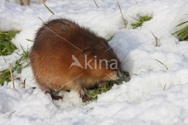 Muskusrat