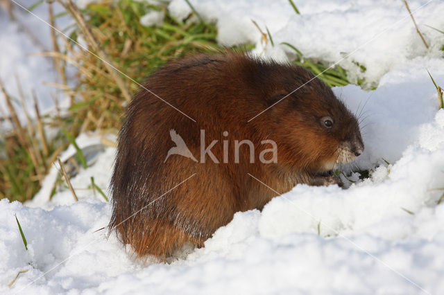 Muskrat (Ondatra zibethicus)