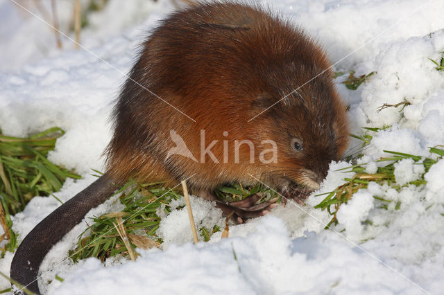 Muskusrat