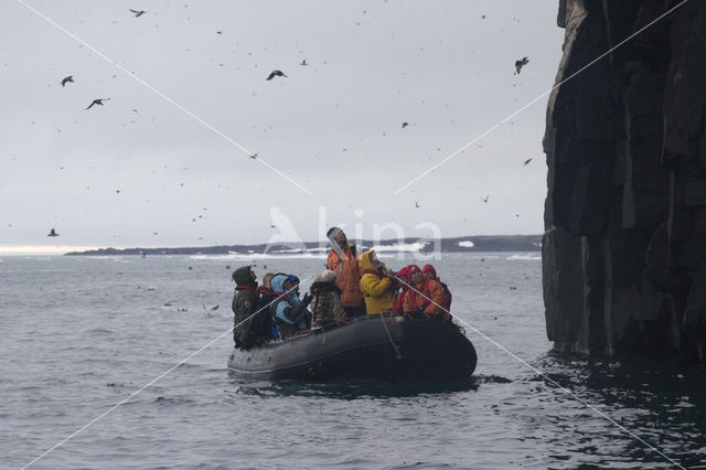 Noordelijke Zeekoet (Uria aalge hyperborea)