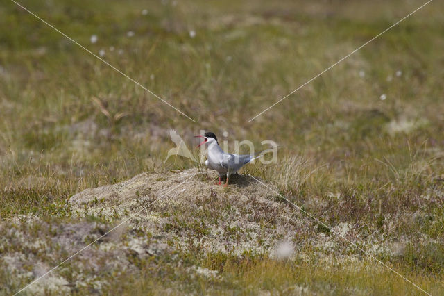 Noordse Stern (Sterna paradisaea)