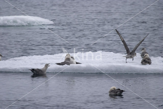 Noordse Stormvogel (Fulmarus glacialis)