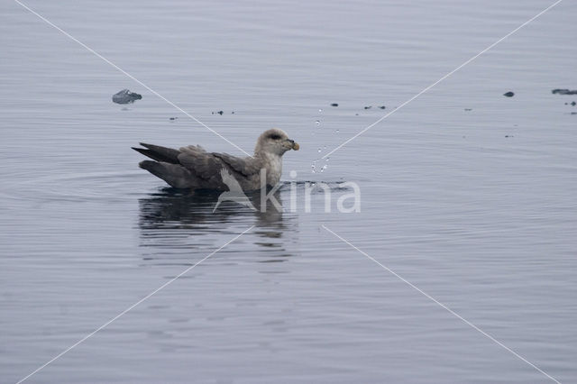 Noordse Stormvogel (Fulmarus glacialis)