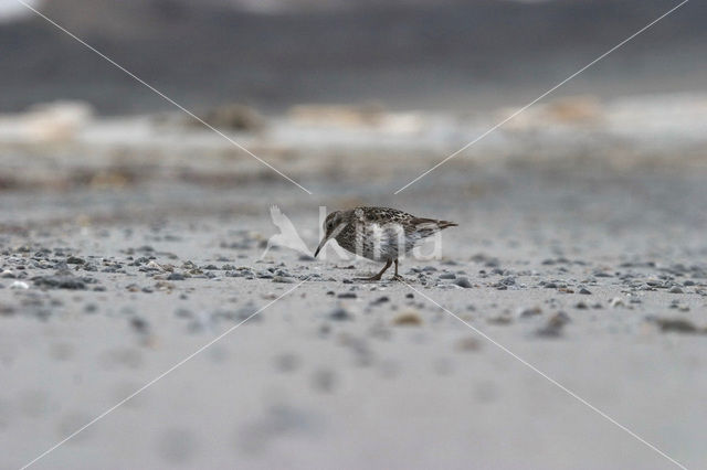 Paarse Strandloper (Calidris maritima)