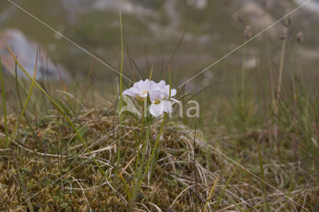 Cuckoo flower (Cardamine pratensis var angustifolia)