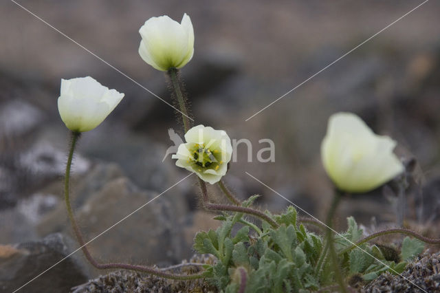 Poolpapaver (Papaver dahlianum)