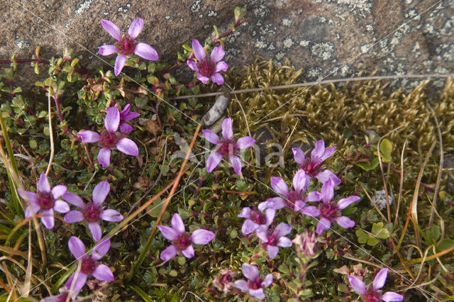 Poolsteenbreek (Saxifraga hyperborea)