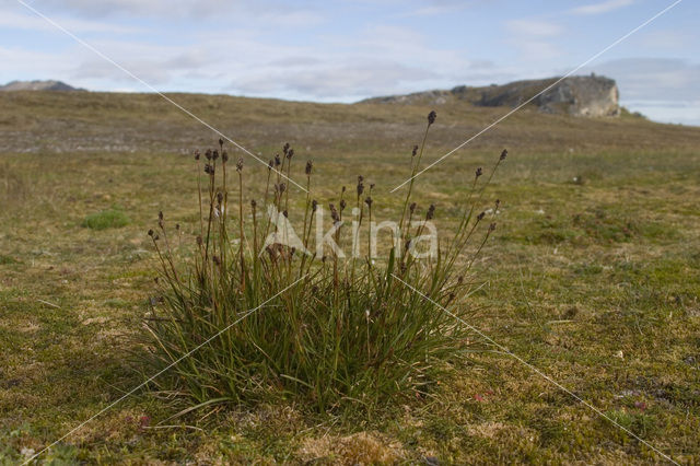 Ravenzwarte zegge (Carex saxatilis)