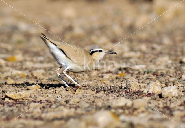 Renvogel (Cursorius cursor)