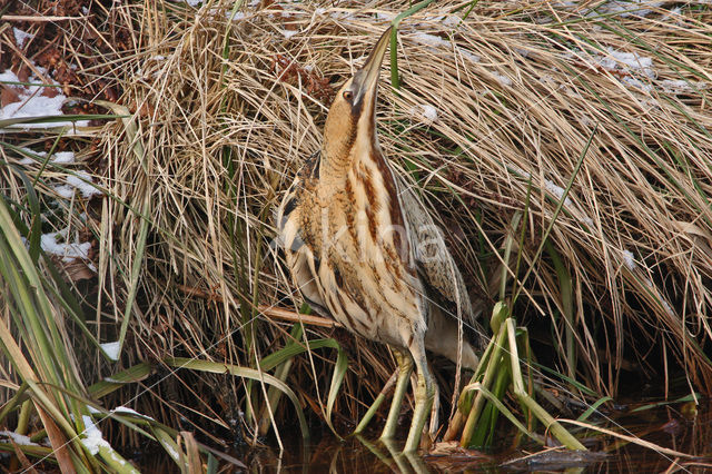 Roerdomp (Botaurus stellaris)